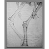 Leg Bone